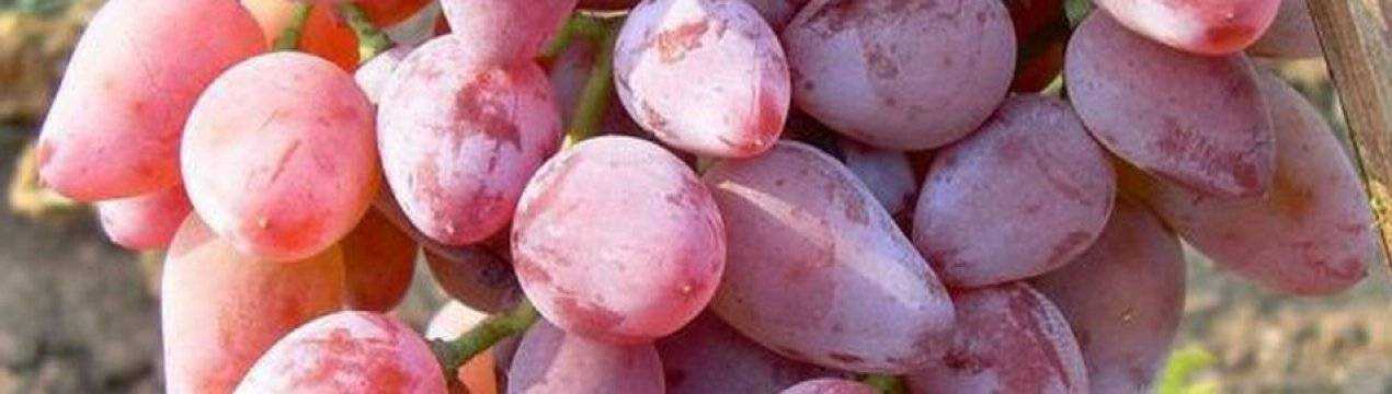 ✅ виноград тимур описание сорта фото отзывы видео. описание сорта винограда тимур - живой-сад.рф