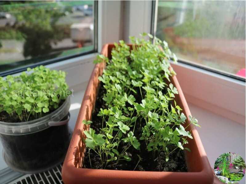 Салат (латук): выращивание из семян в открытом грунте и в домашних условиях