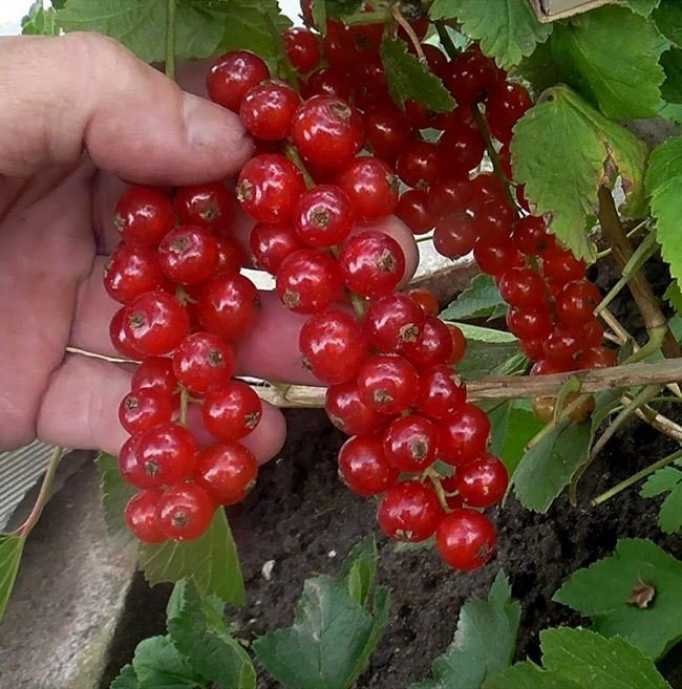 Красная смородина выращивание и уход, в том числе весной, а также основные этапы агротехники
