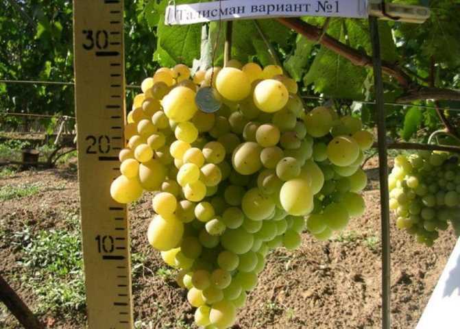 Виноград низина: описание сорта, подробные характеристики и его особенности, фото selo.guru — интернет портал о сельском хозяйстве