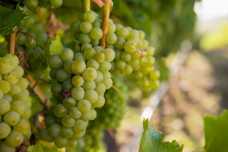Описание и выращивание винограда сорта ркацители