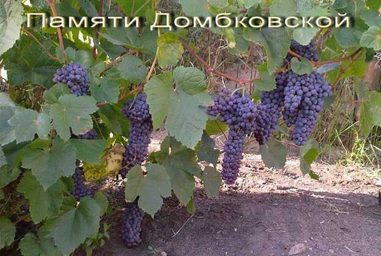 Виноград памяти домбковской