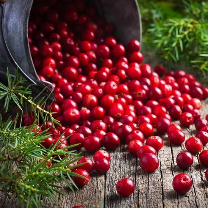 Брусника: полезные свойства ягоды и противопоказания