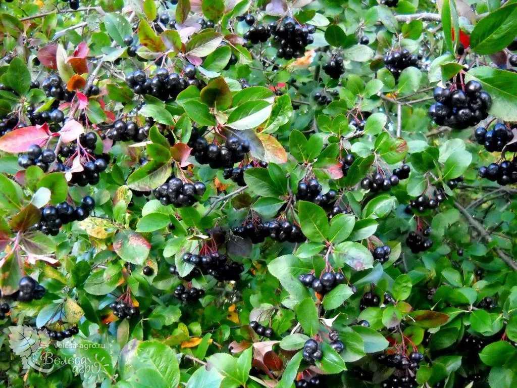 Арония черноплодная – посадка и уход в саду