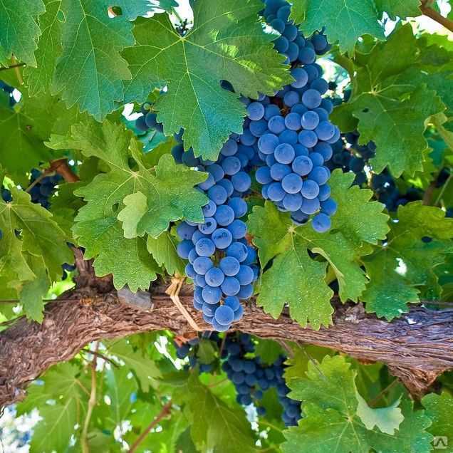 Описание винограда альфа и отзывы виноградарей, фото представителей сорта