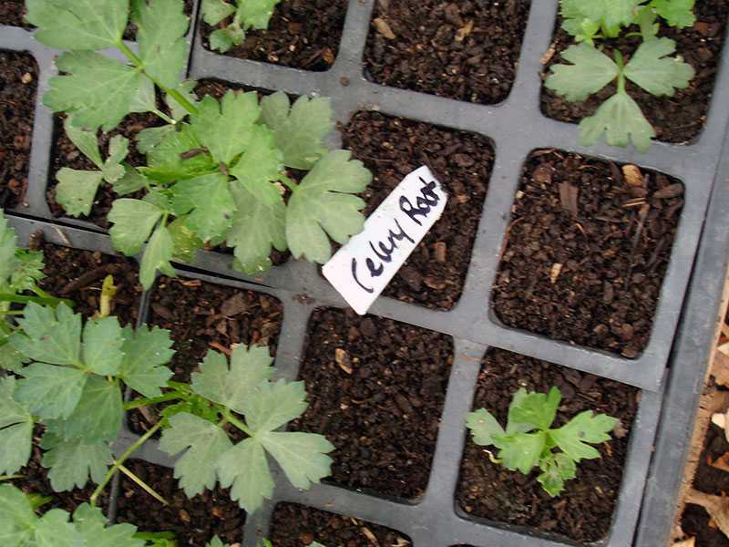 Сельдерей корневой: как правильно посеять (посадить) и вырастить рассаду
