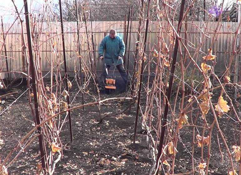 Как ухаживать за виноградом осенью, чтобы был хороший урожай? - журнал "совхозик"