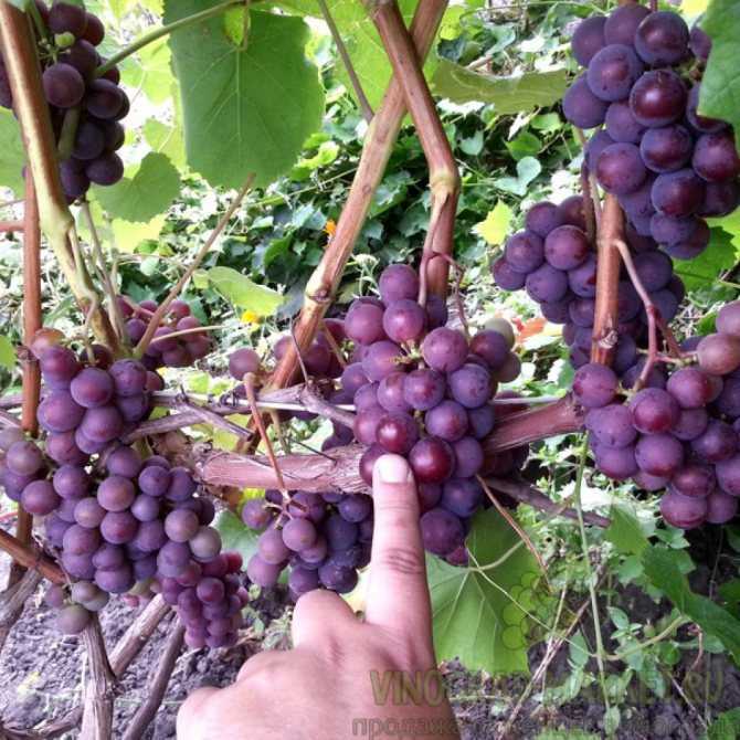 Описание сорта винограда виктор: особенности гибрида, уход за лозой