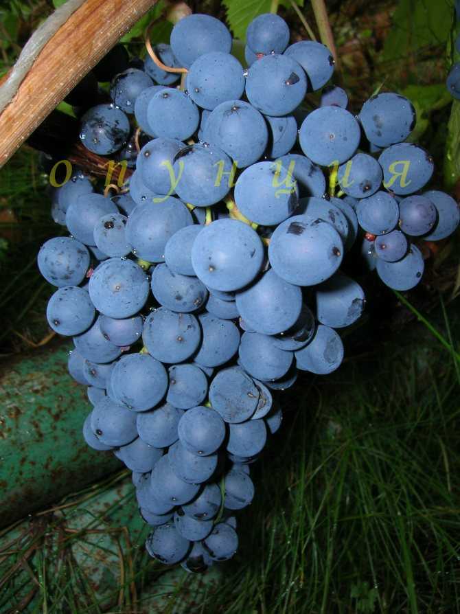 Виноград памяти домбковской: подробное описание сорта, фото, отзывы
