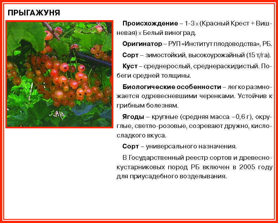 Смородина красная ранняя: всё о сорте, особенности посадки и выращивания