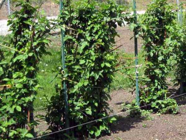 Ежевика торнфри: описание сорта, отзывы, особенности посадки и выращивания