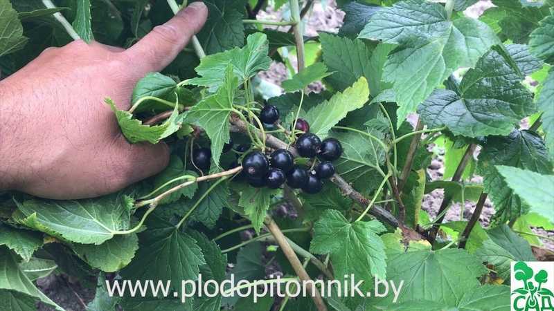 Черная смородина пигмей: описание сорта, особенности выращивания