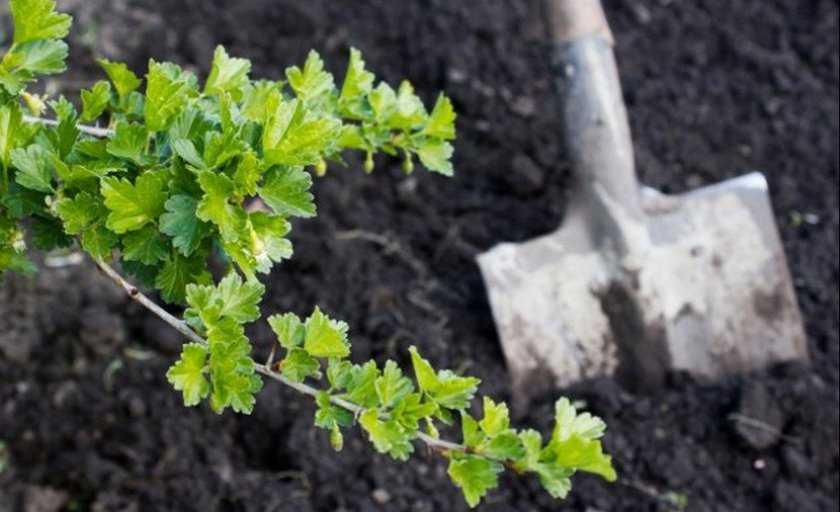 Крыжовник выращивание и уход, в том числе весной, а также основные этапы агротехники