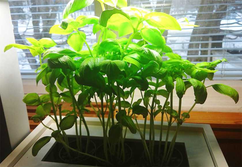 Базилик — выращивание из семян в домашних условиях на подоконнике