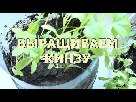 Выращивание кориандра (кинзы) дома на подоконнике из семян: посадка, уход, фото