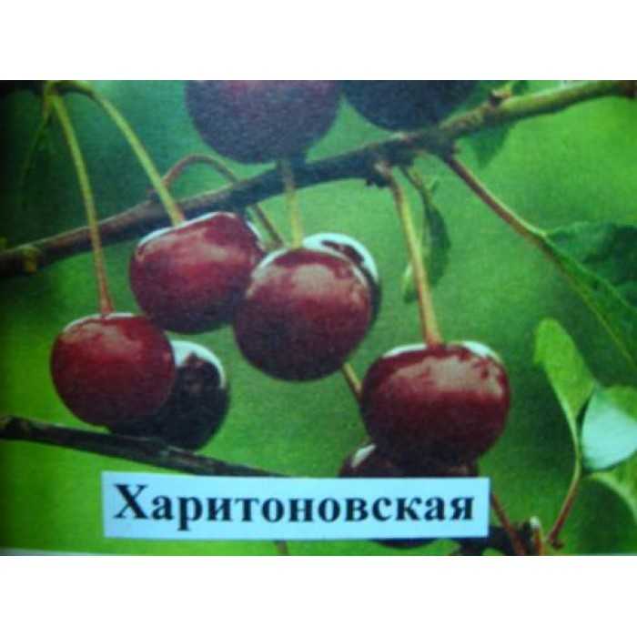 Описание сорта вишни антрацитовая и характеристики урожайности, выращивание и уход