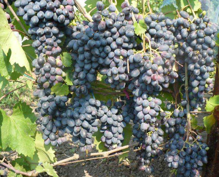Виноград чарли: описание сорта