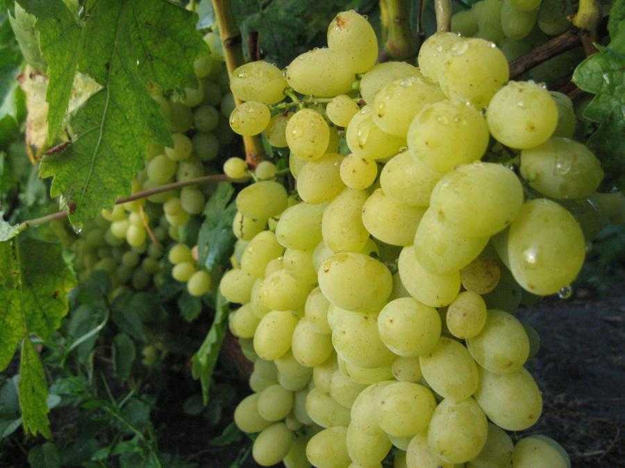 Виноград восторг: описание сорта с характеристикой и отзывами, особенности посадки и выращивания, фото