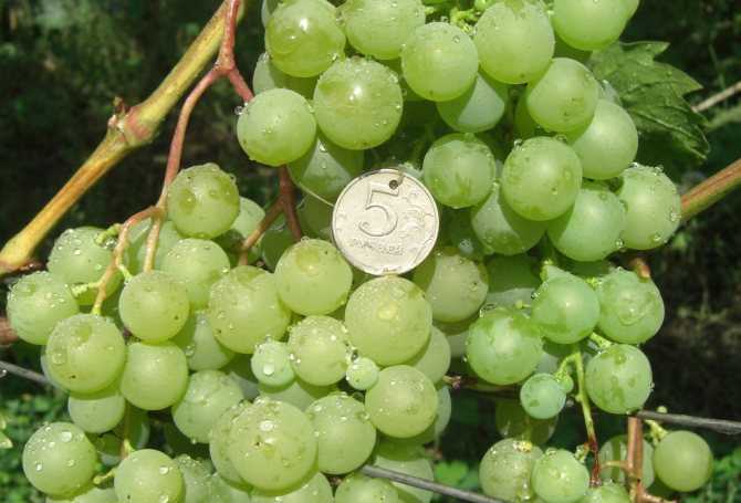 Виноград лидия: описание сорта, фото, отзывы