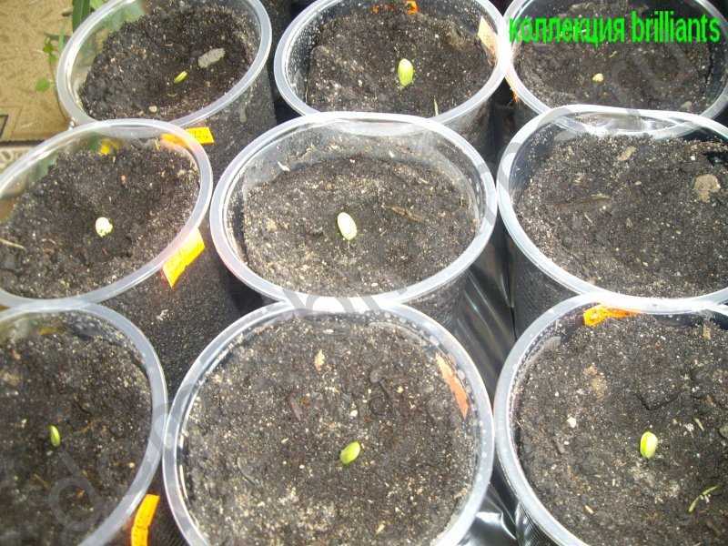 Когда и как сажать арбузы на рассаду, выращивание в домашних условиях