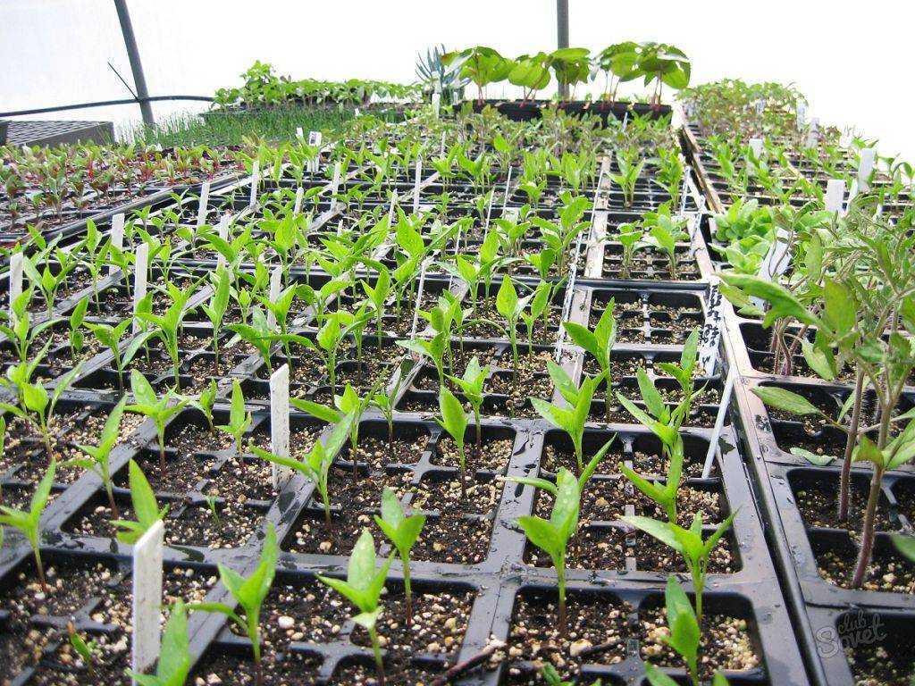 Физалис: выращивание из семян в домашних условиях
