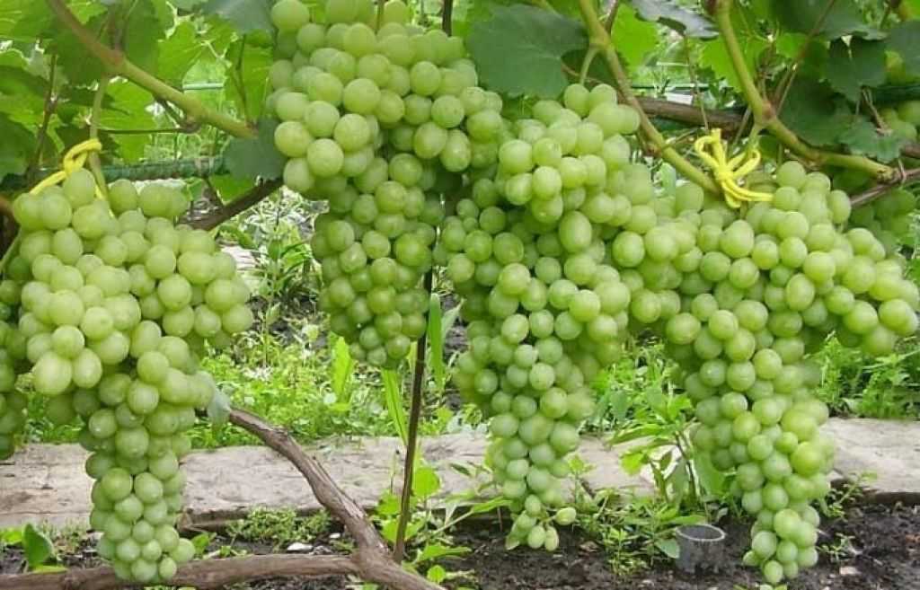 Виноград низина : что нужно знать о нем, описание сорта, отзывы