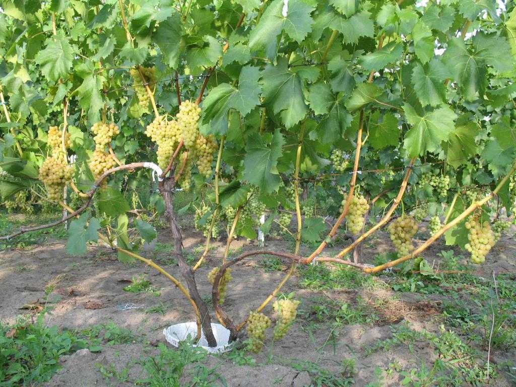 «кишмиш 342» — бессемянный гибридный сорт винограда венгерской селекции