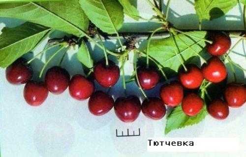 Всё о дюках — гибридах вишни и черешни. описание, выращивание, сорта. фото — ботаничка.ru