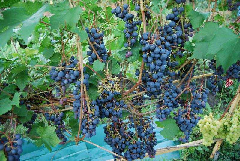 Описание и характеристики винограда сорта загадка шарова, правила посадки и ухода
