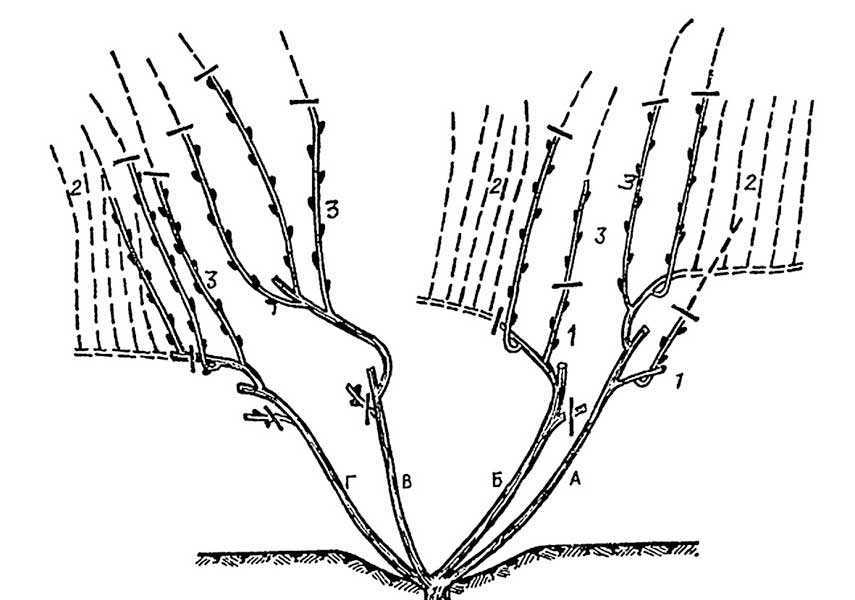 Обрезка винограда для выращивания штамба, а также схема формирования растения для новичков