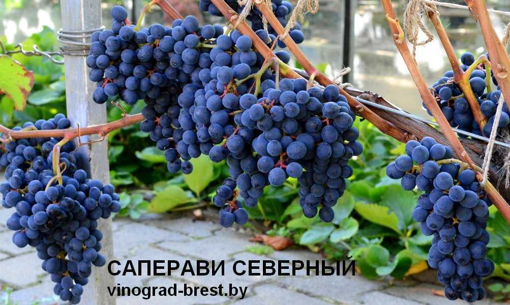 Виноград саперави северный: описание сорта, характеристики и фото selo.guru — интернет портал о сельском хозяйстве
