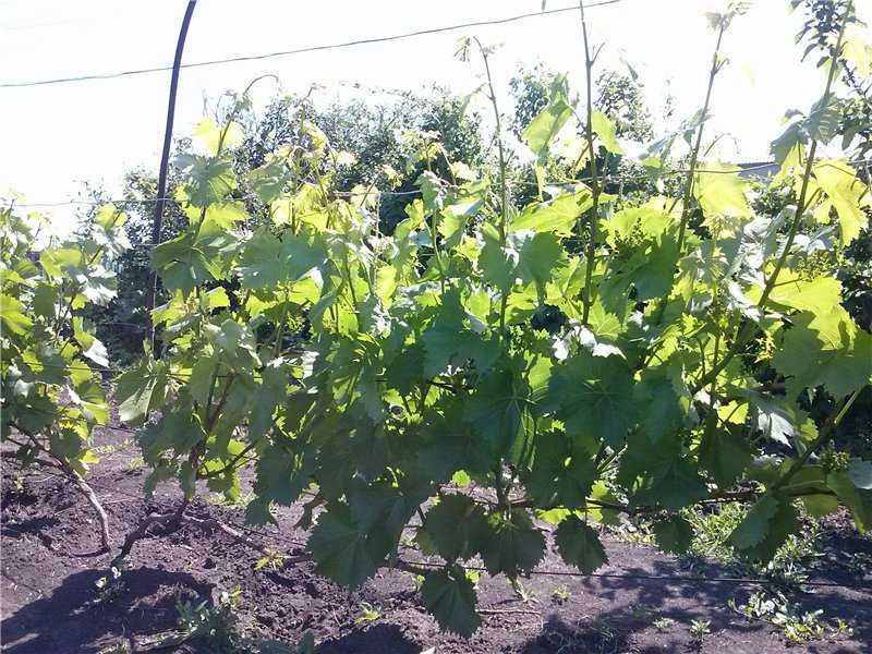 Описание сорта винограда «кишмиш 342» — если хотите вкусного винограда
