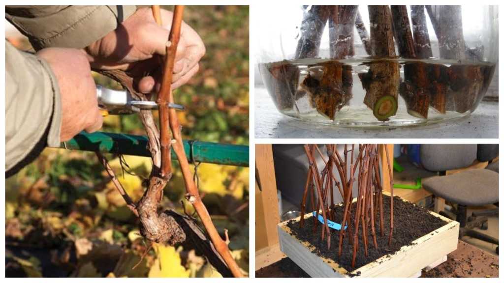 Как посадить виноград осенью черенками: инструкция + видео
