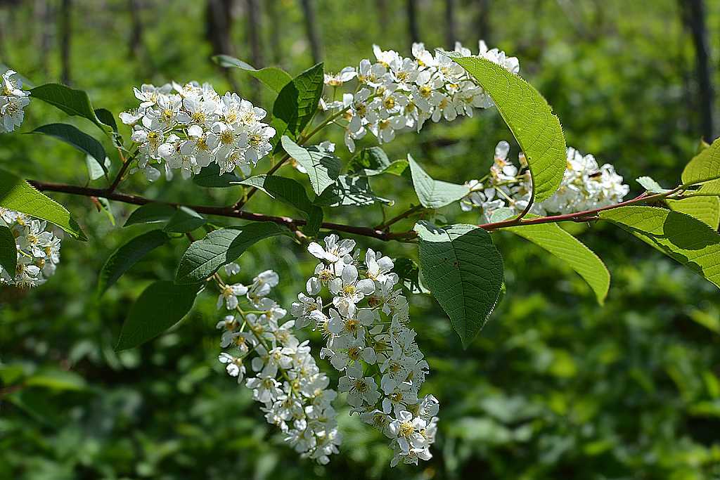 9 лучших сортов черемухи: когда цветёт, разновидности и полезные свойства