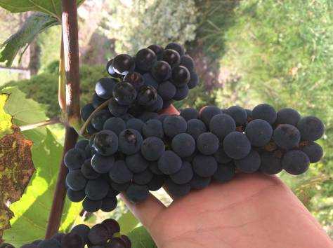 Описание винограда сорта альфа: основные особенности, качества и недостатки