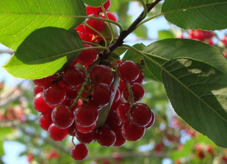 Черемуха виргинская: за что ценится красная ягода?