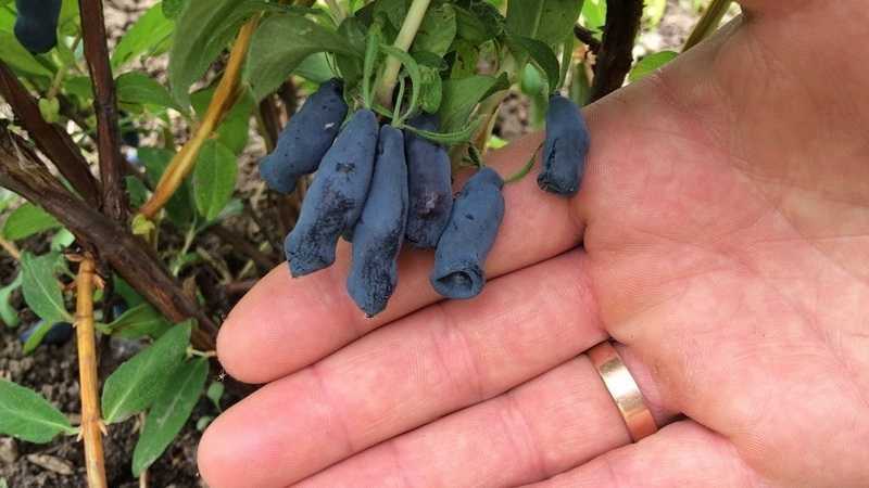 Жимолость волхова синяя: описание съедобного сорта, какие опылители подойдут, отзывы садоводов о выращивании и вкусовых качествах