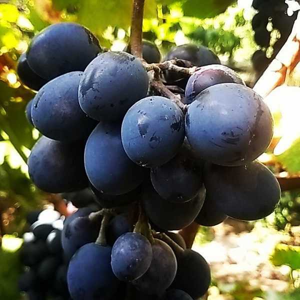 Виноград молдова – описание сорта, фото, отзывы