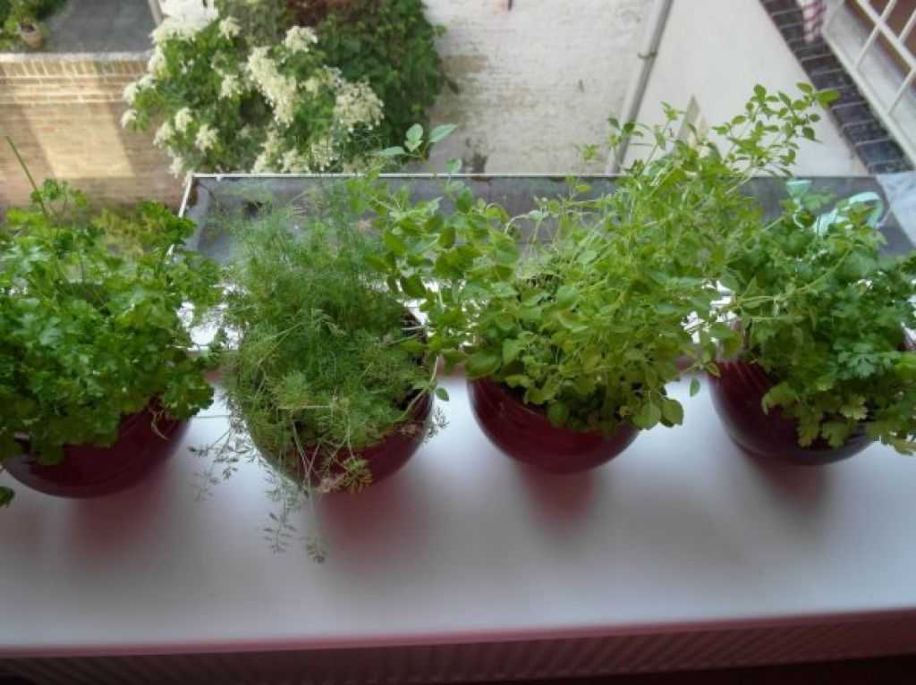 Выращивание зелени зимой и круглый год на подоконнике: как и что можно вырастить, посадка и уход