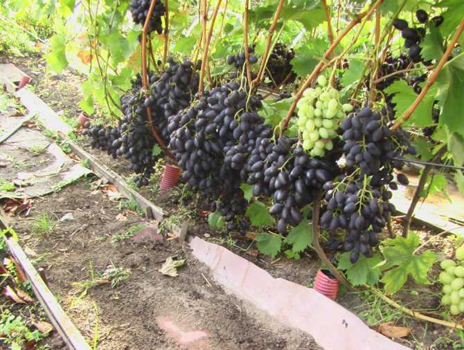 Виноград сорта «надежда азос»