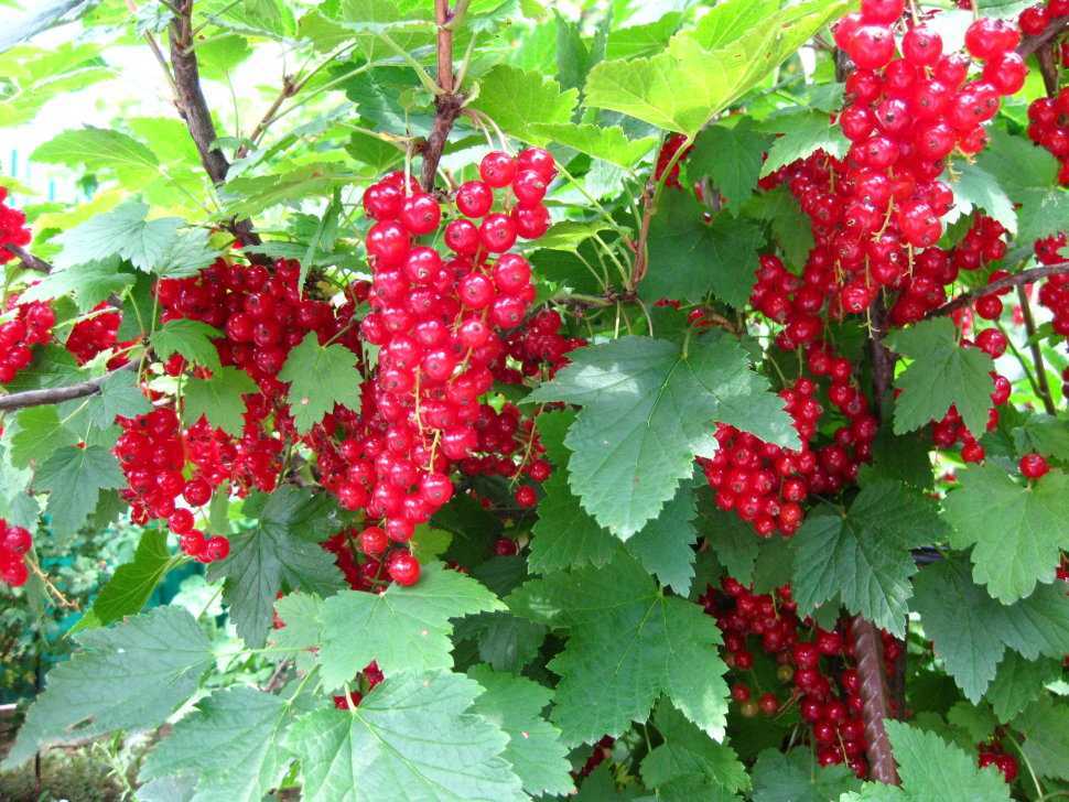 Красная смородина джонкер ван тетс – описание сорта и отзывы садоводов