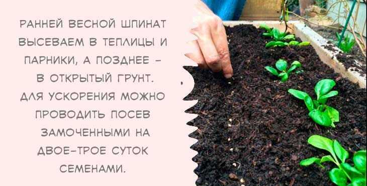 Шпинат выращивание из семян на даче своими руками