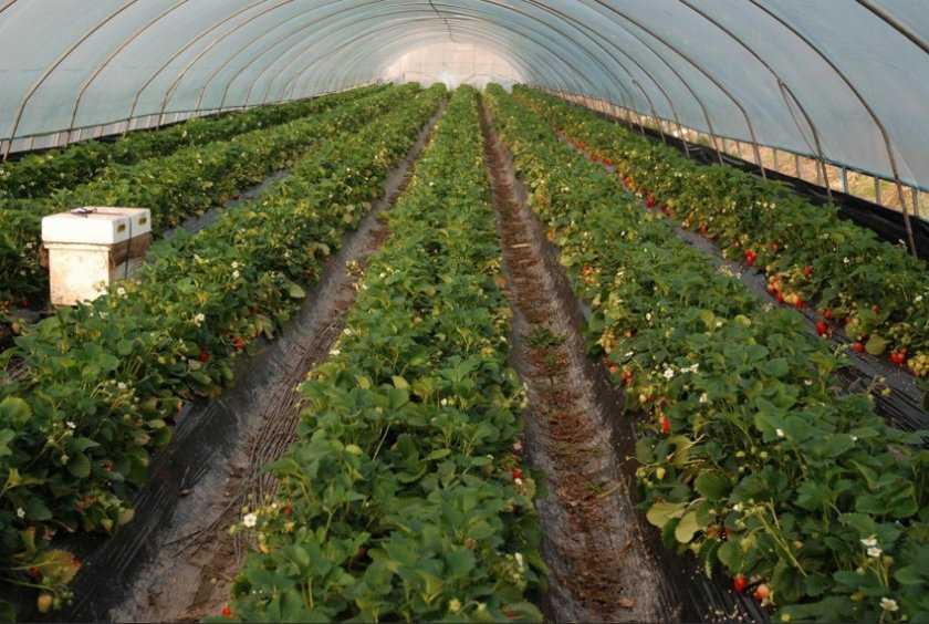 Выращивание клубники в теплице круглый год: советы и тонкости