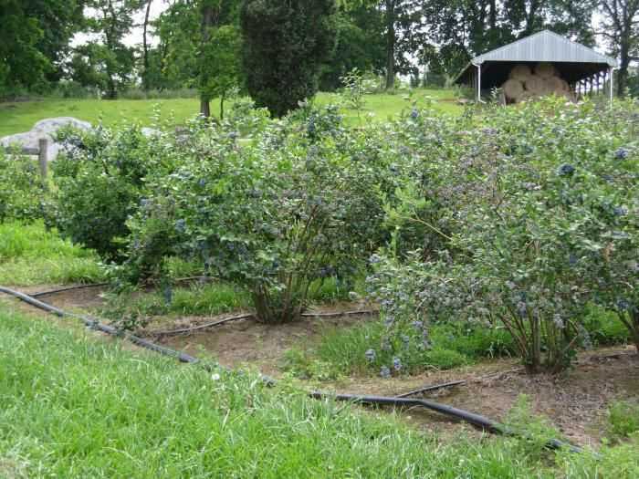Садовая голубика: выращивание в сибири в открытом грунте, фото, отзывы