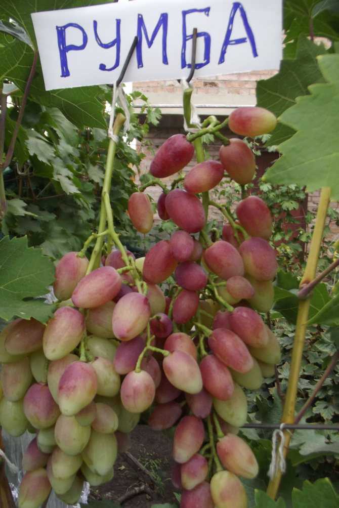 Виноград румба: описание сорта, фото, урожайность, отзывы