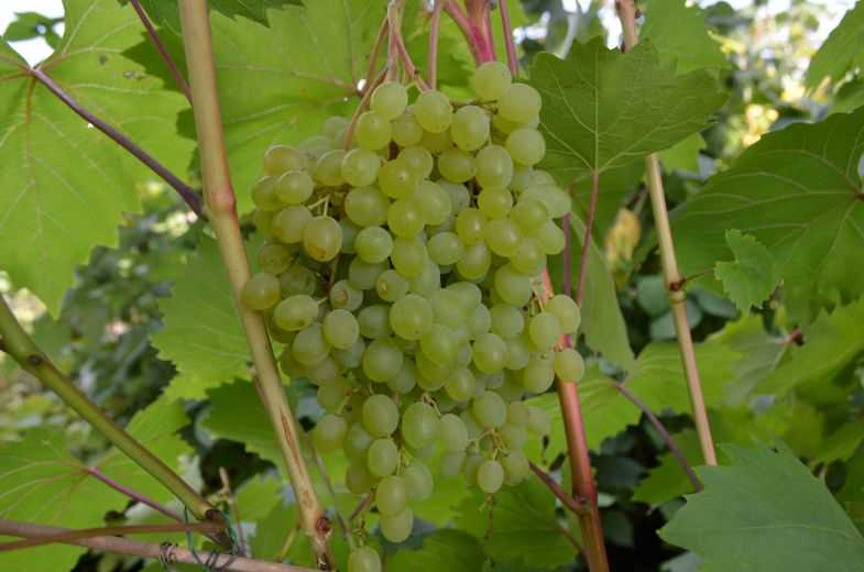 Сорт винограда русбол: описание, фото