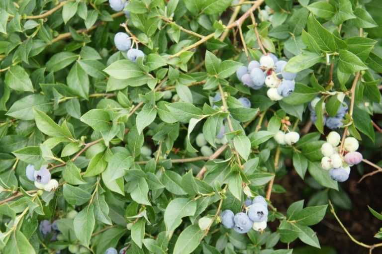 Голубика блюкроп: описание сорта с характеристикой и отзывами, особенности посадки и выращивания, фото
