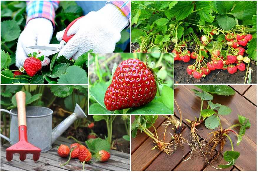 Как часто поливать клубнику во время созревания ягод и плодоношения