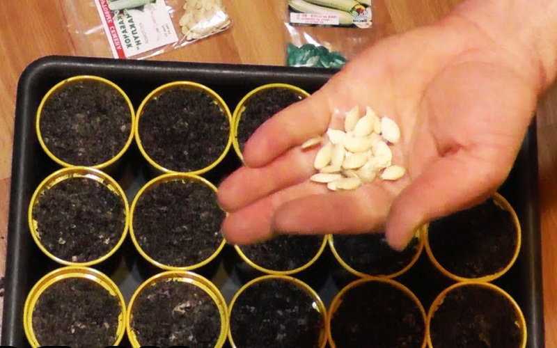 Посев семян в открытый грунт: советы и хитрости