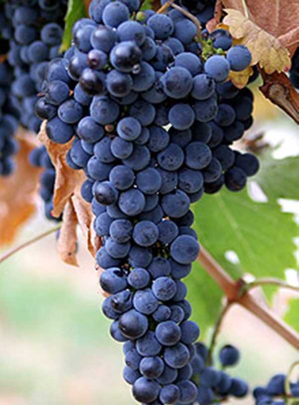 Северный саперави — сорт винограда: характеристика, посадка и уход